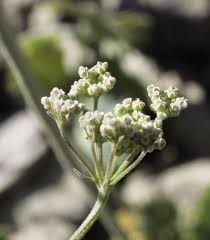 Image result for Pimpinella afra