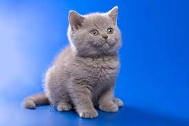 kupit britanskogo kotyonka kupit kotyonka britanca v minske cats animals