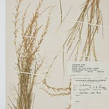 Image result for Sporobolus molleri