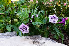 Image result for Datura metel