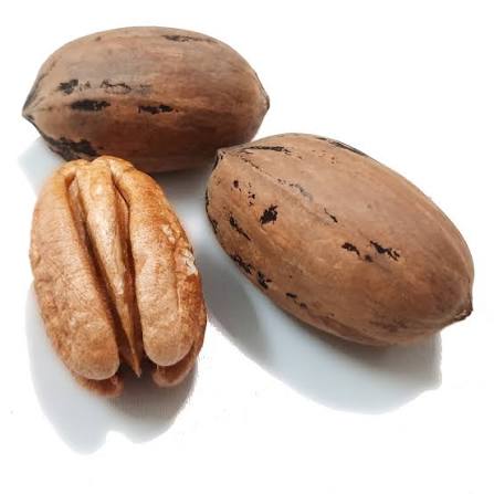 گردو پکان آمریکایی