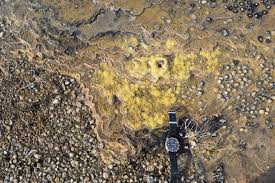 Surprise Living Fossils Are Earth S Oldest Life Forms Living Fossil Life Form New Things To Learn