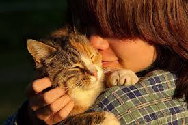 How Long Do Calico Cats Live On Average? - Quora