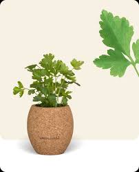 We did not find results for: Alimentation Epicerie Salee Epices Herbes Aromatiques Coriandre Cultivee Bio En Pot En Liege