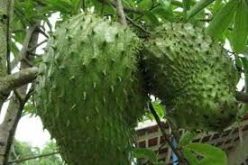 Check spelling or type a new query. Sirsak Daun Dan Akarnya Pun Berkhasiat Obat Satu Harapan