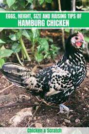 The silver spangled hamburg has been by far the most popular variety of the breed in america. Hamburg Chicken Eggs Height Size And Raising Tips
