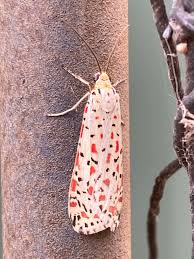 Image result for Teleiodes sequax