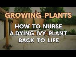 How To Nurse A Dying Ivy Plant Back To Life Youtube
