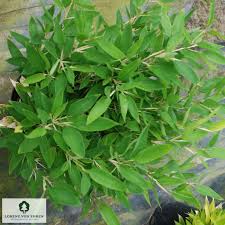 Image result for Shibataea kumasasa