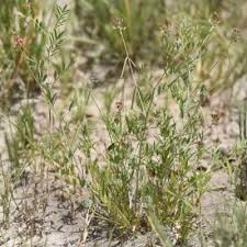 Image result for Indigastrum costatum