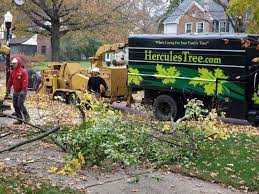 Hercules Tree Service The 1 Tree Service Company In Akron Ohio