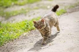 Cat Sense Of Direction How Cats Always Find Their Way Tractive