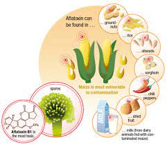 Aflatoxins produced by the aspergillus species are highly toxic, carcinogenic, and cause severe contamination to food sources, leading to serious health consequences. Buhler Lumovision