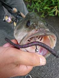 釣具のポイント