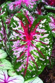 Caladium Calypso Beautiful Shade Plant Idees Jardin Jardin Tropical Jardin Exotique