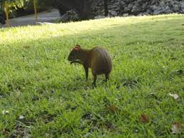 12 Animals You Ll See At Sandos Animals Hotels And Resorts Mexico