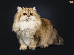 Resulting in a cat that had the same wide range of colors and patterns as the shorthair but. British Longhair Cat Breed Facts Highlights Buying Advice Pets4homes