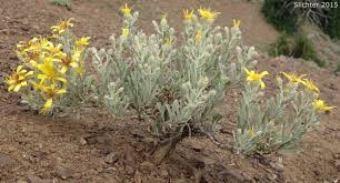 Image result for Xerophyta villosa