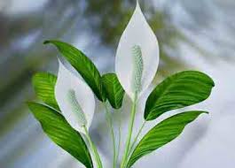 Gentle enough to use every time you water. Fertilizer For Peace Lily How And When To Fertilize