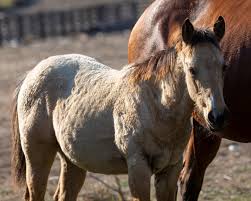Image result for Medium Buckskin 1989 Colt