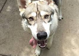 Addison, antioch, arlington heights, aurora, algonquin, bartlett, batavia, buffalo grove, bensenville. Want Reliable Behaviors Create Reliable Cues Dog Training By Kiki Yablon Dog Training Obedience Dog Training Dog Obedience