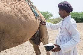 The most comfortable travelling is travelling by train. Where Camels Take To The Sea Hakai Magazine
