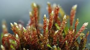 Image result for Monothecium