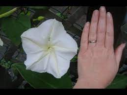 Pin On How To Grow Plants At Home