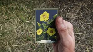 All Flora Of North America Cigarette Cards In Red Dead Redemption 2 Shacknews