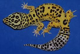 Black And White Leopard Gecko Clipart 23 Types Of Leopard Geckos Morphs Leopard Gecko Morphs Leopard Gecko Gecko