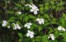 We did not find results for: This Week S Endangered Species In Focus Eastern Flowering Dogwood Cornus Florida Ingersoll District Nature Club