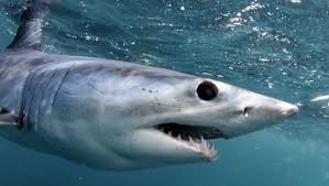 Le requin tue en moyenne 5 personnes par an… ce n'est pas grand chose. Lords Of The Ocean Un Groupe De Francais Veut Prouver Que Nager Avec Des Requins N Est Pas Dangereux Linfo Re France Societe