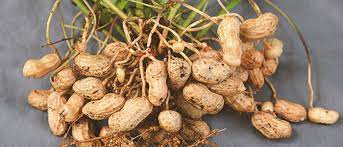 Temukan gambar stok kacang tanah beresolusi hd dan jutaan foto, ilustrasi, dan vektor stok tanpa royalti lainnya di koleksi shutterstock. Tasia 1 Dan Tasia 2 Varietas Unggul Kacang Tanah Tahan Hama Kutu Kebul Balitkabi