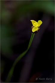 Image result for Xyris valida