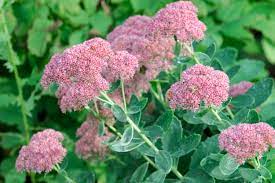 Maybe you would like to learn more about one of these? 10 Great Flowers For Central Indiana Engledow Group