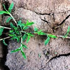 Image result for Urochloa reptans