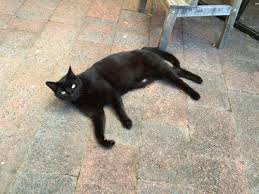 Pin On Black Cats Forever