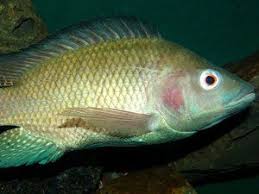 Background Information On Fish And Fishing In The Sea Of Galilee In The Time Of The Gospels Bible Overview Aquaponics Greenhouse Aquaponics Fish Farmers