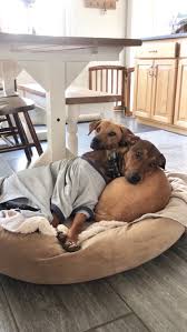 14 months ago we brought home our second rescue dog. in full transparency I  cried several times in the first 1-2 weeks we had both dogs together, not  because we regretted getting