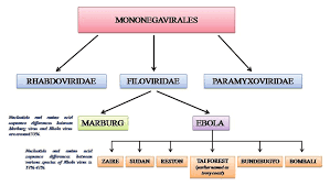 We did not find results for: Taxonomy Of Ebola Virus Download Scientific Diagram
