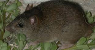 The First Mammal To Ever Go Extinct From Climate Change Australian Mammals Mammals Climate Change