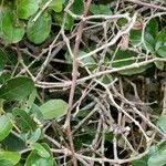 Image result for Strychnos madagascariensis