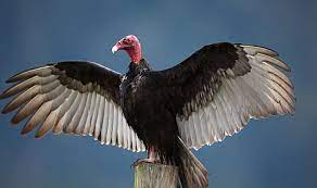 We did not find results for: Turkey Vulture Ymca Of Greater Brandywine