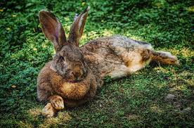 If your dog shakes its head until its ears are flopping and flapping around then i'd say there's probably something wrong with your dog. Why Is My Rabbit Shaking And Laying Down Petsial