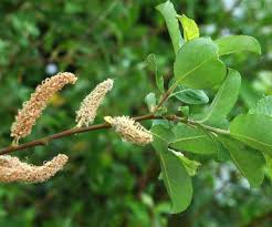 Image result for Goat Willow