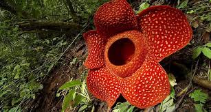 Rafflesia West Sumatra Flower Wallpaper Online Flower Shop
