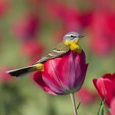 A human being is a part of the whole called by us universe, a part limited in time and space. Nice Nature Home Facebook