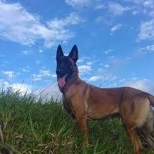 The belgian malinois is a working breed of sheepdog originating in belgium. Pastor Belga Malinois Miramar Puntarenas Home Facebook
