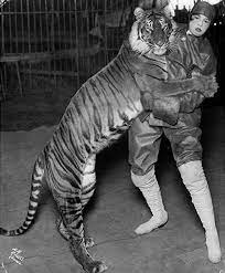 Balinese Tiger Google Sogning Balinese Cat Tiger Species Extinct Tigers