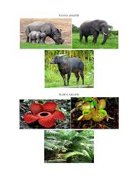 Kumpulan gambar flora dan fauna serta penjelasan lengkap mengenai penyebaran flora dan fauna di indonesia. Gambar Flora Fauna